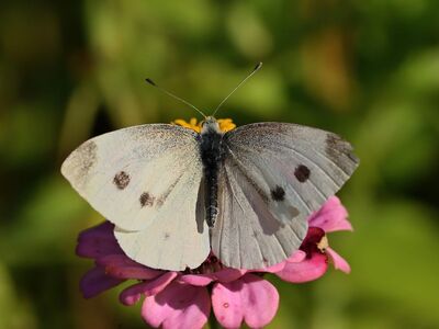 butterfly, white wing, macro, plant, garden, pink flowers, nature, insect, detail, natural science, autumn, zoology, ecology, calm, fragile, winged, soft light, field flower, botany, timeless