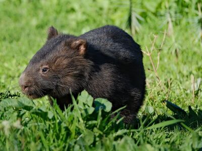 wombat, nature, animal, australia, wildlife, mammal, herbivore, cute, eating, grass, native, brown, original, new south wales, wild, pouch, wild animals, mammals, grain, ecosystem