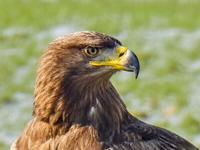 eagle, desktop backgrounds, bird of prey, wallpaper hd, full hd wallpaper, beak, free background, nature, beautiful wallpaper, background, yellow, brown, detail, sharpness, wallpaper 4k, mac wallpaper, bird, laptop wallpaper, grooming, park, free wallpaper, clear day, hd wallpaper, windows wallpaper, wild, head, 4k wallpaper 1920x1080, steel, roughness, look, cool backgrounds, 4k wallpaper, owl