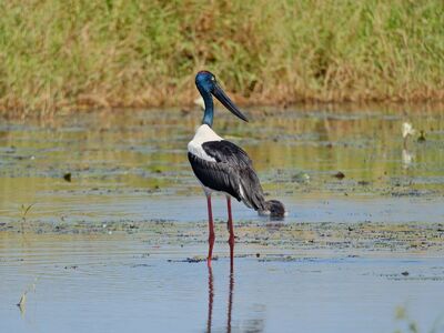 bird, stork, wetland, black, beak, nature, wildlife, australian, black beak, water environment, jabiru bird, long legs, blue head, elegant, water bird, red legs, wild bird, natural environment, muddy area
