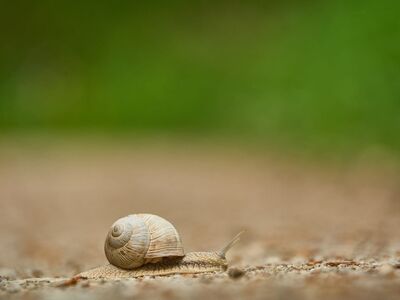 snail, close-up, nature, garden snail, shell, ground, insect, macro, slow, blurred background, macro photography, slow speed, green background, slow animal, simplicity, minimalism, slow movement, ecology, natural environment, lifestyle, ground surface