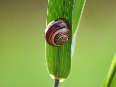 snail, spiral, shell, nature, ecology, garden, animal, biology, mollusk, grass, green, macro, background, nature wallpaper, small, details, natural, wild, space, detailed