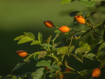 rose hip, orange, green, branch, leaf, nature, fresh, garden, fruit, summer, shrub, berries, autumn, medicinal, vitamin, natural, edible, background, ecology, relaxation, health