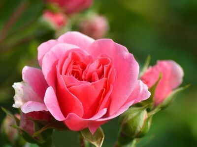 rose, pink flower, buds, garden, nature, beauty, flora, close-up, fresh, romance, flowers, green background, sprout, blossom, background blur, thorny stem, beautiful garden, gardening, floral composition
