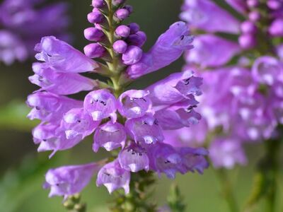 flower, pink, nature, garden, details, macro, physostegia, lamiaceae, flower garden, background, medium shot, natural beauty, close-up, summer, fresh, garden plant, blooming, obedient plant, outdoor, floral wallpaper