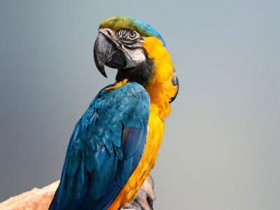 parrot, blue and yellow, bird, macaw, exotic, feathers, wild, close-up, nature, avian, caribbean, natural habitat, animal, zoo, puerto rico, ecology, colorful, wilderness, beautiful, clear