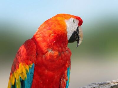 parrot, free wallpaper, macaw, wallpaper 4k, red and blue, hd wallpaper, laptop wallpaper, nature, bird, feathers, wildlife, fauna, uniqueness, colors, wallpaper hd, background, windows wallpaper, fruit and nuts, close-up, 4k wallpaper 1920x1080, free background, desktop backgrounds, full hd wallpaper, cool backgrounds, 4k wallpaper, beautiful wallpaper, exotic, natural beauty, details, glossy, feathered, national park, mac wallpaper, conservation