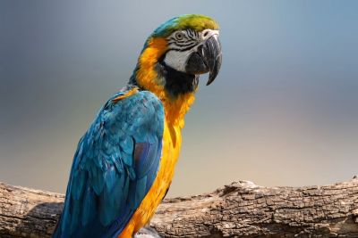 macaw, exotic bird, colorful feathers, nature, zoo, parrot, wildlife, flight, bark, perched bird, blue, yellow, large beak, natural colors, wood, sunny day, wild animal, avian world, intense gaze, amazon
