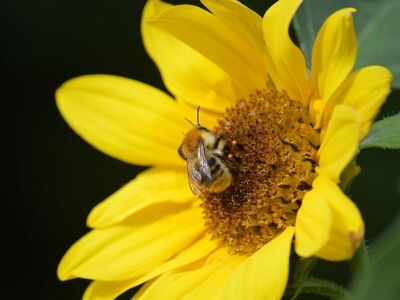 bumblebee, sunflower, macro photography, summer, pollination, nature, yellow, wild bee, blossom, nectar, leaf, insect, animal, reproduction, foraging, petals, close-up