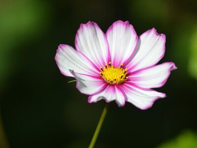 cosmos, flower, pink, white, nature, flower background, delicate, garden plant, petals, macro, beauty, flower garden, close-up, spring, beautiful flower, vibrant, colorful, flower wallpaper, beautiful flowers, simplicity, light, natural beauty