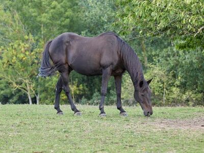 horse, grazing, meadow, field, grass, nature, outdoors, animal, rural, farm, landscape, horse tail, green trees, natural environment, calm environment, tranquility, may, hills, beside tree, deciduous tree