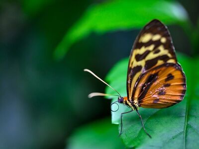 butterfly, macro, nature, platform, detailed, life-like, insect, garden, purple, leaf, fauna, butterfly wing, green, live, zoology, article, forehead, two-axial, close-up