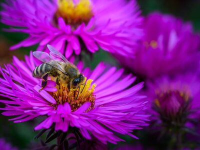 bee, flower, macro, insect, flower background, pollen, nectar, wings, honey, beautiful flowers, nature, flower wallpaper, world bee day, pollinator, pollination, beekeeping, wildflower, entomology, colorful, purple flower, closeup, garden