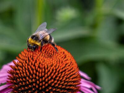 bumblebee, pollination, macro, free wallpaper, laptop wallpaper, desktop backgrounds, mac wallpaper, flower, beautiful flowers, wallpaper 4k, nature, garden, hd wallpaper, petals, pink, 4k wallpaper, detail, cool backgrounds, wildlife, bumblebee on flower, free background, flower wallpaper, fauna, wallpaper hd, insect, green, windows wallpaper, flower background, natural beauty, color, background, 4k wallpaper 1920x1080, floral background, beautiful wallpaper, full hd wallpaper, growth