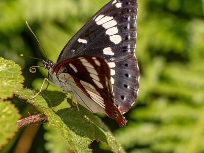 butterfly, nature, insect, macro, wings, leaf, veins, insects, wildlife, detail, beauty, environment, macrophotography, biology, fauna, cause, life, nature details