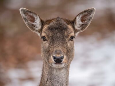 deer, winter, animal, close-up, nature, wild, mammal, fur, ears, head, eyes, animal portrait, blurred background, snow, winter season, wilderness, juvenile, natural, cute