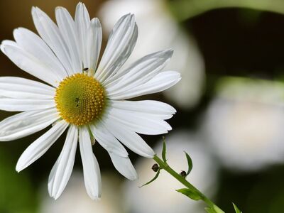 daisy, white flowers, summer flowers, nature, macro, garden, detail, nature photography, focus, flower garden, green background, insects, delicacy, high contrast, simplicity, energy, vibrant colors, floral nature, beauty of nature, delicate bloom, freshness