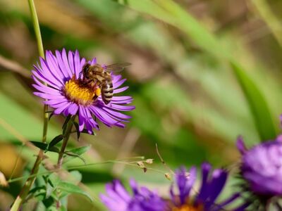 bee, flower, aster, point, nature, pollination, insect, october, purple, macro, feeding, global, foliage, self-pollinating, narrow, blur, sunny, daylight, garden