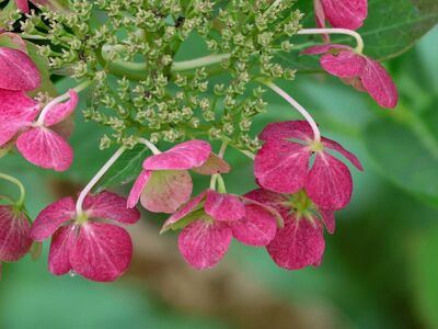 hydrangea, flower, pink petals, ornamental shrub, macro photography, nature, garden, branches, fresh, close-up, blurred background, botany, perspective, summer, outdoors, calm, beauty, gardener's guide, pink color, blooming