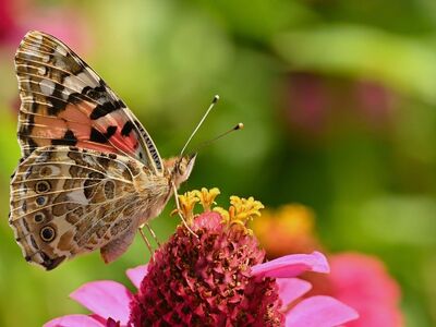 butterfly, painted lady, flower, zinnia, garden, nature, macro, colorful, wing, detail, flying, pollination, ecology, flowering plant, bee stop, proboscis, nature's art, insect beauty, photography, ecosystem