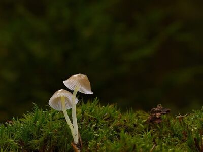 mushrooms, moss, forest, close-up, nature, root, gills, soil, flora, background, ecosystem, microworld, natural environment, forest floor, natural biotope, mycology, elf, magical, microorganism