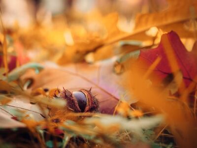 autumn, leaves, free background, chestnut, nature, mac wallpaper, laptop wallpaper, detail, ground, macro, red, cool backgrounds, bright, art, hd wallpaper, 4k wallpaper, background, blurred background, full hd wallpaper, texture, wallpaper 4k, softness, 4k wallpaper 1920x1080, wallpaper hd, blur, smooth, deciduous, color, desktop backgrounds, beautiful wallpaper, windows wallpaper, outdoor, natural, free wallpaper, yellow, Nowy Dwór Mazowiecki, Masovian Voivodeship, Poland