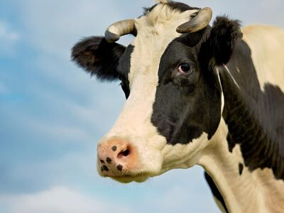 cow, livestock, holstein, portrait, agriculture, farm, animal, head, blue sky, nature, black-white, horns, dairy, pasture, mammal, rural, meadow, spot, breeding, countryside, agricultural animal, frontal view