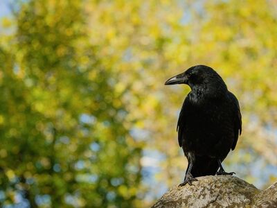 raven, black bird, tree, nature, stone, bird of prey, black, animal, avian, autumn, wildlife, foliage, in the background, day, ornithology, proximity, daylight, natural habitat, calm, mountainous area