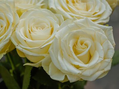 white roses, flower, nature, beauty, romance, wedding flowers, fragrant flowers, decoration, cream color, bouquet, blooming, romantic atmosphere, love, delicate, fresh, purity, gardening, petals, indoor plants, classic flowers
