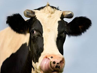cow, portrait, funny, nature, tongue, licking, farming, animal, cattle, holstein, face, snout, nose, horns, outdoors, sky, savannah, agriculture, mammal, rural, pasture