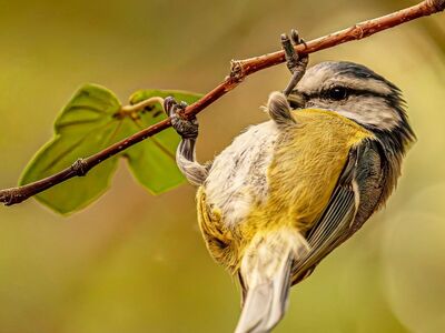 blue tit, nature, bird, avian, yellow breast, twig, balance, wildlife, soft background, bokeh, hd wallpaper, acrobat, branch, blue and yellow, eurasian blue tit, wild, intimate background, feather, background, wallpaper, Hungary, Budapest