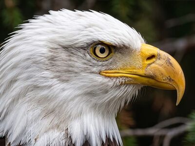 bald eagle, raptor, nature, animal, portrait, hunter, fauna, predator, ornithology, profile, dangerous, regal, feather, wilderness, bird, wildlife, beak, eye, wild, red, ai generated