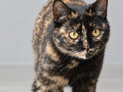 cat, tortoiseshell, furry, eyes, walking, yellow eyes, animal, portrait, grey background, fur, pet, front, smooth coat, cat fur, nature, animal portrait, short-haired cat, cat face, black fur, cat eyes