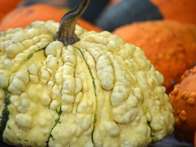 pumpkin, patisson, decoration, autumnal, harvest, pattern, texture, natural, autumn decoration, hd background, knobby, nature, surface texture, flat shape, gourd, quirky, pumpkin on stem, shapes and textures