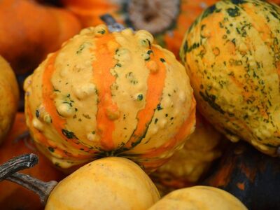 decorative, pumpkin, abundance, harvest, autumn, gourds, colors, nature, ornamental, festive, background, season, landscape, texture, autumn decoration, post-harvest, yellow, orange, surface texture