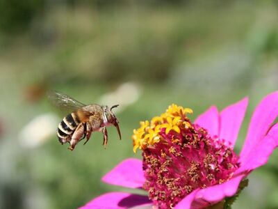 bee, flower background, pollination, flower wallpaper, flower, beautiful flowers, zinnia, flying, nature, macrophotography, bright pink, summer, insect, biology, wild, color, solitary bee, wildlife, yellow, fertilization, ecosystem, natural world