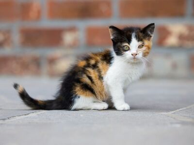 kitten, calico, cat, nature, cute, pet, brick, wall, floor, sitting, orange, black, portrait, outdoors, young, animal, smoky, fur, tile, hairy, street scene, exterior