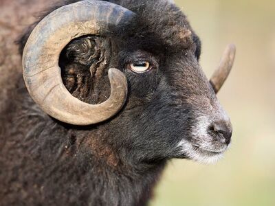 ouessant, ram, fur, horn, black, profile, portrait, animal, mammal, farm, livestock, curve, wool, eye, nature, outdoors, agriculture, mutton, male, head