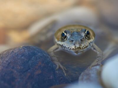 frog, river, stone, water, nature, macro photography, detail, close-up, camouflage, fauna, wild, skin, eyes, creeping, animal, front view, frog mouth, natural habitat, water edge, alive