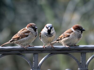 sparrows, three birds, railing, urban environment, nature, animal group, wildlife, bird behavior, peaceful moment, sunlight, outdoor setting, birdwatching, sparrows on railing, outdoors, small birds, iron railing, natural light, little sparrows, grey background, natural environment