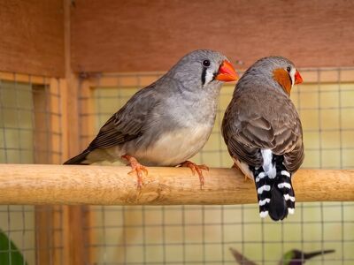 zebra finch, bird cage, exotic bird, bird pair, bird beaks, black and white stripes, red beak, natural habitat, bird indoors, wooden perch, bird care, mating, domesticated birds, wooden cage, feather coloration, bird warmth, wings, bird nest, bird habitat