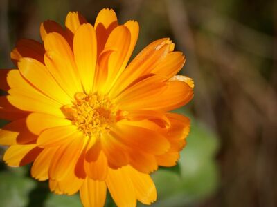 calendula, flower, orange, petals, gardening, bright, nature, closeup, garden, simple, beautiful, botany, summer, outdoor, skincare, medicinal herbs, home remedy, daylight, bokeh, natural beauty, macro