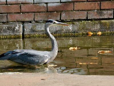 heron, water bird, feathers, garden wall, leaves, autumn, asia, fresh air, water flow, hunting, watery, zoology, observation, nature, reflection, watch, calm, duck, saddle, languages, line