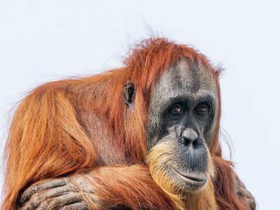 orangutan, primate, animal, ape, threatened, zoo, wildlife, fur, arboreal, conservation, perth zoo, red fur, nature, animal conservation, eco, mammal, chimpanzee, bornean orangutan, natural, captivity