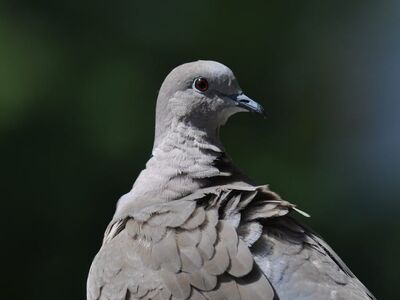 dove, bird, brown, feathers, wild, nature, light, green, animal, beautiful wallpaper, park, details, natural, alert, wildlife, background, blade, eyes, striking, calm, beautiful