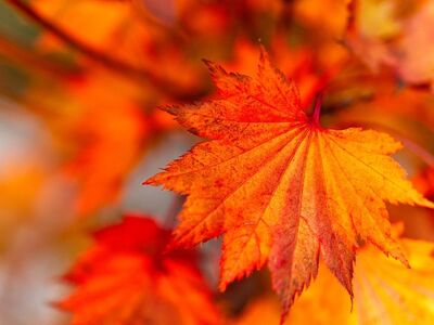 leaf, autumn, nature, orange, vibrant, detail, autumn leaf, macro, blurred, yellow, bright, beauty, tree, season, alive, sap, earth, warm, color