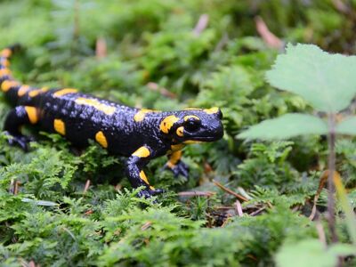 salamander, wildlife, macro, moss, forest, nature, yellow, black, details, ecosystem, rainforest, outdoor, close-up, natural, environment, animal, insect, green, error
