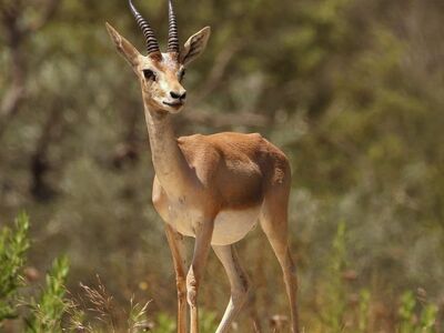 gazelle, wildlife, mammal, nature, horns, summer, sunlight, standing, grass, wilderness, greenery, outdoor, environment, portrait, antler, israeli nature, safari, animal, fauna, natural habitat