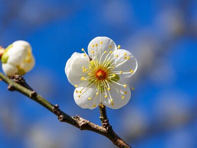 flower, white flower, blue sky, beautiful flowers, branch, spring, flower wallpaper, nature, asian flower, simplicity, decoration, beauty, grace, macro, peaceful, in full bloom, sunny, flower background, blossoming tree, outdoor, plum blossom, blooming flower