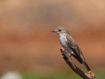 spotted flycatcher, bird, nature, wildlife, birdwatching, tree branch, outdoor, songbird, bokeh, two-tone, dust, outdoor photography, environment, fauna, feathered, natural background, wings, birdlife, israeli nature